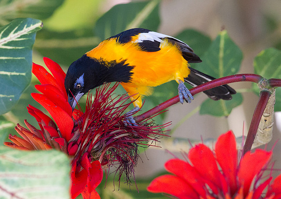 Venezuelan Troupial (Icterus icterus)