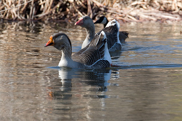 Greylag Goose (Anser anser)