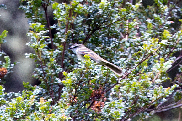 White-throated Tyrannulet (Mecocerculus leucophrys)