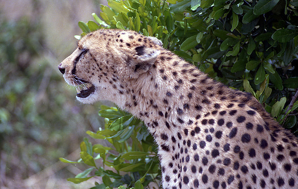 1988 Africa cheetah img437