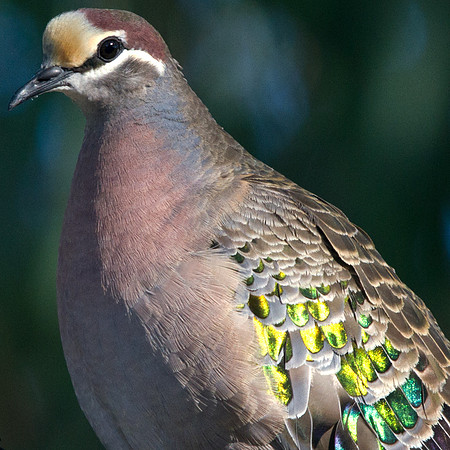 Common bronzewing (Phaps chalcoptera)