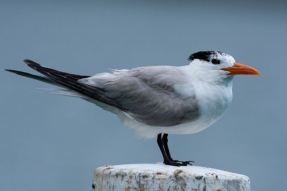 Royal Tern (Thalasseus maximus)