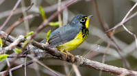 Canada Warbler (Wilsonia canadensis)