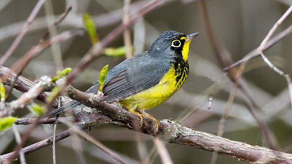 Canada Warbler (Wilsonia canadensis)