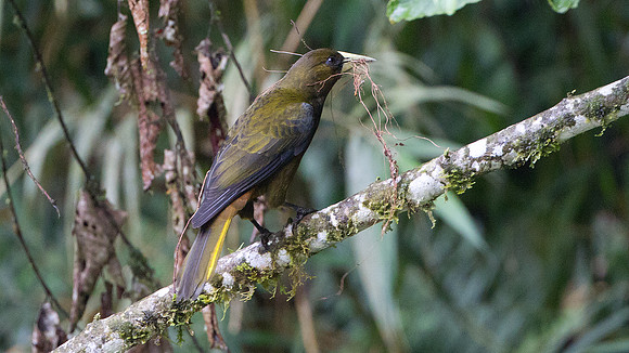 Dusky-green Oropendola (Psarocolius atrovirens)