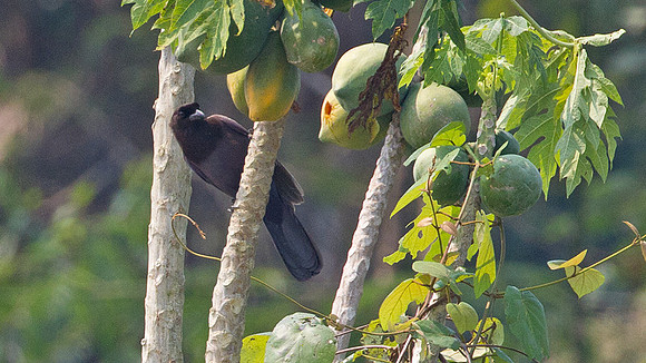 Purplish Jay (Cyanocorax cyanomelas)
