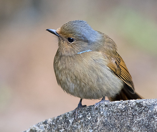 Large niltava (Niltava grandis) Female