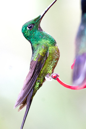 Green-crowned Brilliant (Heliodoxa jacula)