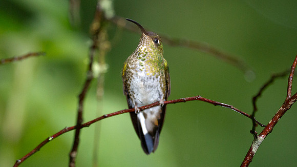 Mountain Velvetbreast (Lafresnaya lafresnayi)
