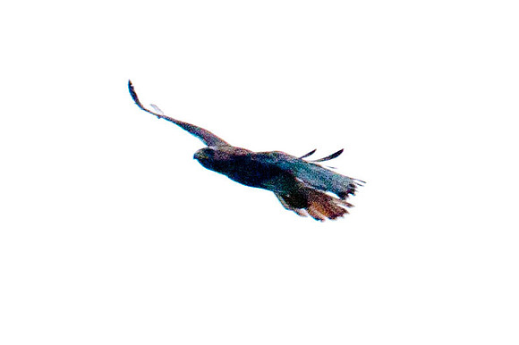 Red-tailed Hawk (Buteo jamaicensis)