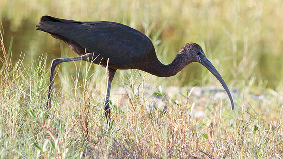 Glossy Ibis (Plegadis falcinellus)