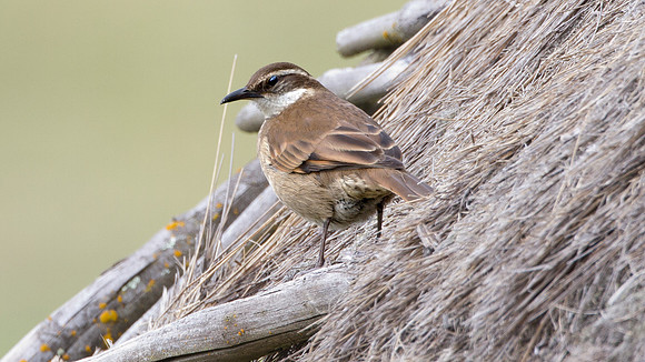 Stout-billed Cinclodes (Cinclodes excelsior)