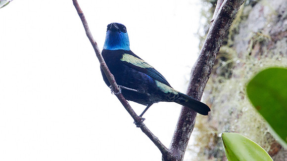 Blue-necked Tanager (Tangara cyanicollis)