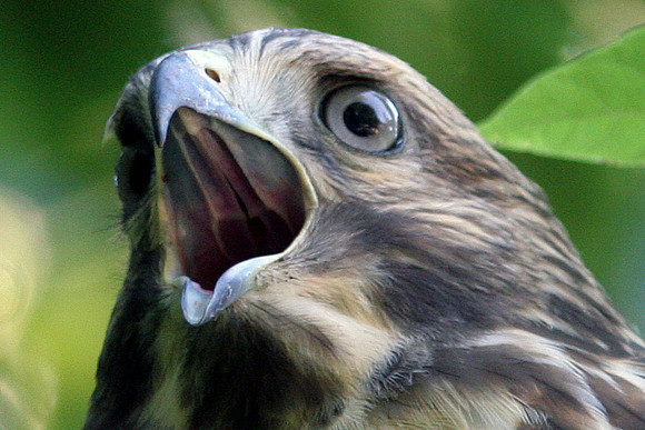 Broad-winged Hawk (Buteo platypterus) immature