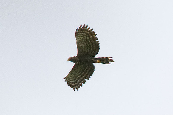 Black Hawk-Eagle (Spizaetus tyrannus) also known as Tyrant Hawk-Eagle