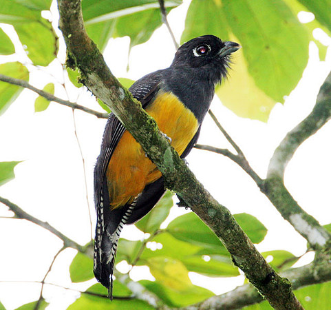 Violaceous Trogon (Trogon violaceus)