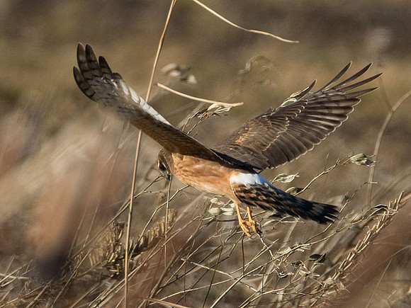 Hen Harrier (Circus cyaneus) immature; or Northern Harrier