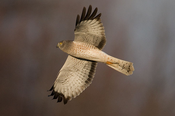 Hen Harrier (Circus cyaneus) male; or Northern Harrier