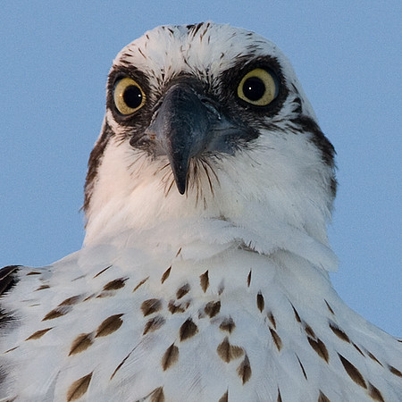 Osprey (Pandion haliaetus)