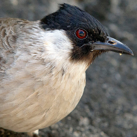 Sooty-headed bulbul (Pycnonotus aurigaster)
