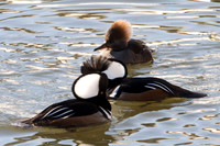 Hooded Merganser (Lophodytes cucullatus)