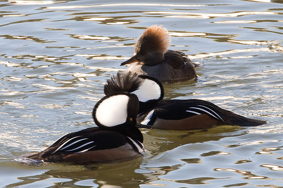 Hooded Merganser (Lophodytes cucullatus)