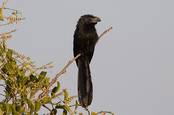 Smooth-billed Ani (Crotophaga ani)