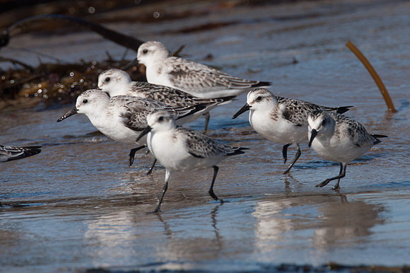Sanderling (Calidris alba)