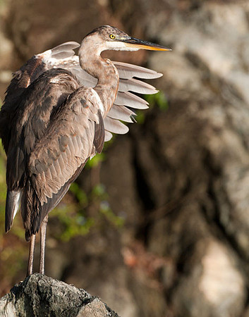 Great Blue Heron (Ardea herodias)