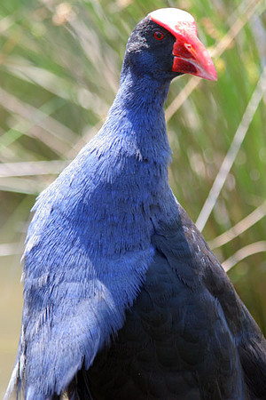 Purple Swamphen (Porphyrio porphyrio)