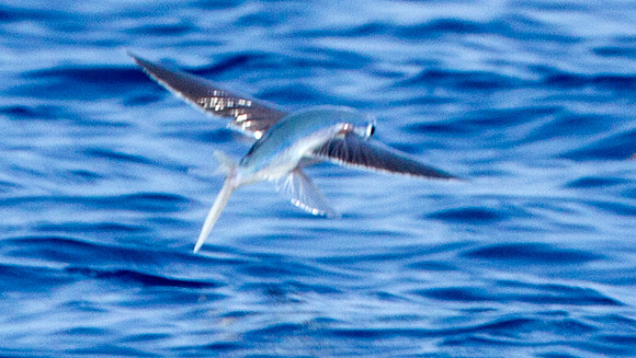 flying fish (Exocoetidae)