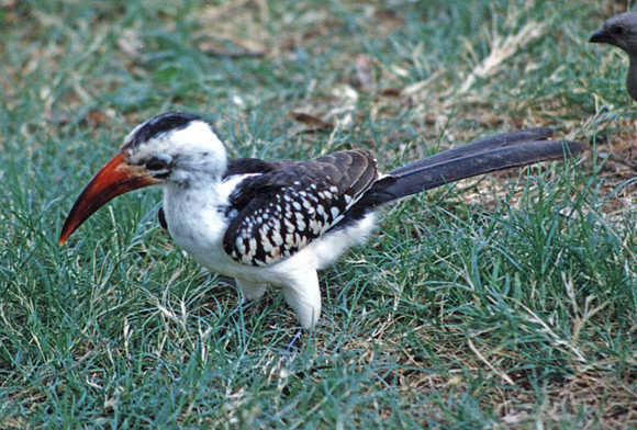 Red-billed Hornbill (Tockus erythrorhynchus)