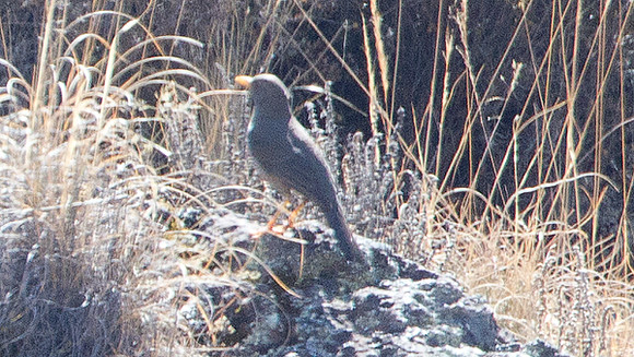 Chiguanco Thrush (Turdus chiguanco)