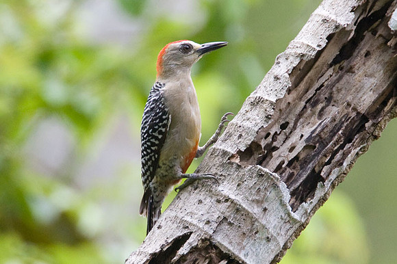 Red-crowned Woodpecker (Melanerpes rubricapillus) male