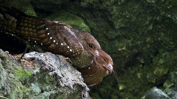 Oilbird (Steatornis caripensis)