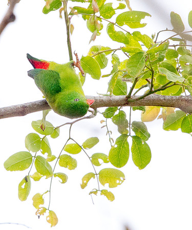 Yellow-throated hanging parrot (Loriculus pusillus)