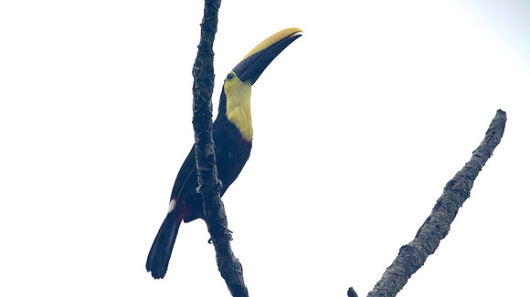 Choco Toucan (Ramphastos brevis)