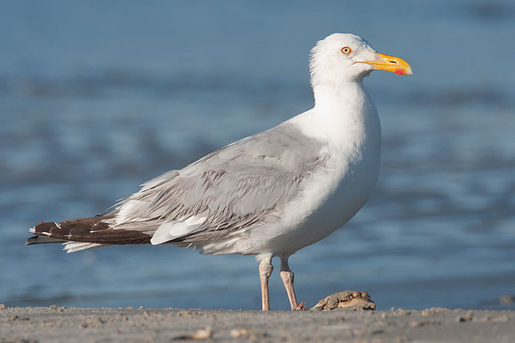 American Herring Gull (Larus smithsonianus) also known as Smithsonian Gull