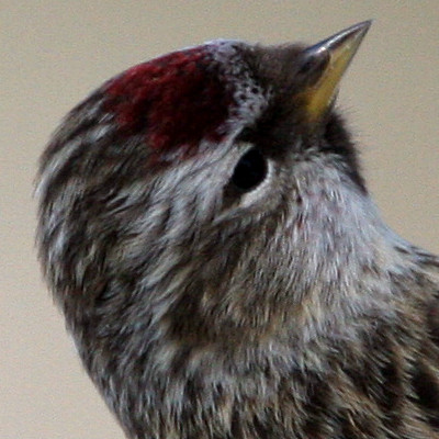 Common Redpoll (Carduelis flammea)