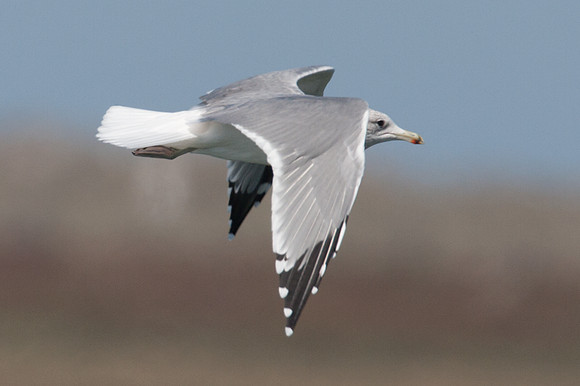 California Gull (Larus californicus)