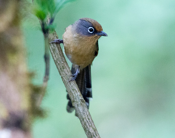 Spectacled barwing (Actinodura ramsayi)