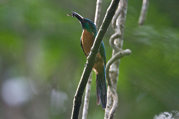 Great Jacamar (Jacamerops aureus)