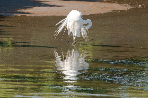 Great Egret (Ardea alba) also known as Great White Egret or Common Egret