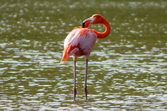 Greater Flamingo (Phoenicopterus roseus)
