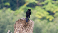 Giant Cowbird (Molothrus oryzivorus)