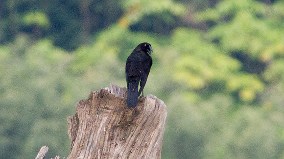 Giant Cowbird (Molothrus oryzivorus)