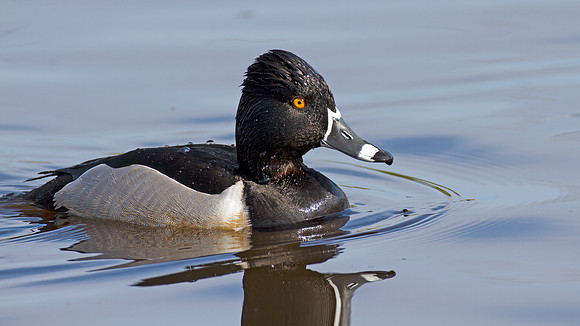 Ring-necked Duck (Aythya collaris) male