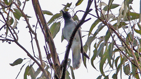 Masked Woodswallow (Artamus personatus)