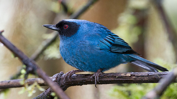 Masked Flowerpiercer (Diglossopis cyanea)