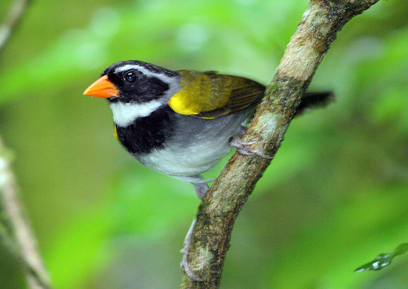 Orange-billed Sparrow (Arremon aurantiirostris)